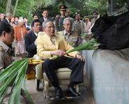 รูปในหลวง